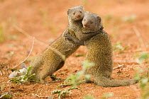 Dwarf Mongoose {Helogale parvula} play fighting, Masai Mara GR, Kenya.
