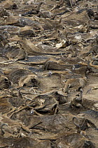 Carcasses of drowned Wildebeest {Connochaetes taurinus} swept downstream from a previous river crossing, Masai Mara GR, Kenya.
