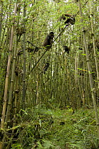 Golden Monkey {Cercopithecus mitis kandti} troop in trees, Virunga Mountains, Rwanda.