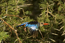 Grey-headed Kingfisher {Halcyon leucocephala} flying from an Acacia tree in Samburu NR, Kenya.