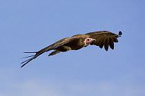 Hooded Vulture {Necrosyrtes monachus} flying, Masai Mara GR, Kenya.