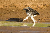 Martial Eagle {Polemaetus bellicosus} striding along shoreline, Lake Nakuru, Kenya