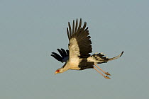 Secretary Bird {Sagittarius serpentarius} flying, Masai Mara GR, Kenya.