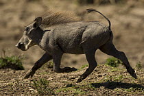 Warthog {Phacochoerus aethiopicus} juvenile running, Masai Mara GR, Kenya