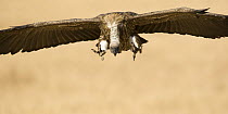 White-backed Vulture {Gyps africanus} landing, Masai Mara GR, Kenya.