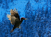 Black Woodpecker (Dryocopus martius) flying through snow, Posio, Finland, February 2008. Magic Moments book plate.