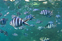 Schooling Scissortail sergeant fish (Abudefduf sexfaciatus) Snorkel beach, Nanuya Island, Fiji.