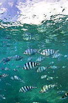 Schooling Scissortail sergeant fish (Abudefduf sexfaciatus) just below surface, Snorkel beach, Nanuya Island, Fiji.