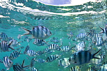 Schooling Scissortail sergeant fish (Abudefduf sexfaciatus) Snorkel beach, Nanuya Island, Fiji.