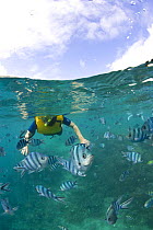 Split level image of schooling Scissortail sergeant fish (Abudefduf sexfaciatus) and snorkeler, Snorkel beach, Nanuya Island, Fiji. Model released
