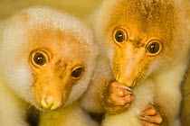 Pair of young Short-tailed spotted cuscus (Spilocuscus maculatus) Papua New Guinea, captive