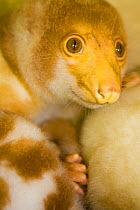 Young Short-tailed spotted cuscus (Spilocuscus maculatus) Papua New Guinea, captive