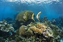 Juvenile Pinnate spadefish / batfish {Platax pinnatus} Narutu Island near Kitava, Trobriands, Papua New Guinea.