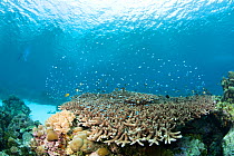 Fish schooling above Stags horn coral {Acropora sp} on the coral reefs of Narutu Island near Kitava, Trobriands, Papua New Guinea