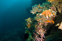 Reef wall covered with corals, sponges and starfish. Bev's Reef, Tufi, Papua New Guinea