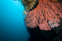Large gorgonian fan coral with crinoids / feather stars (Oxycomanthus bennetti) Bev's Reef, Tufi, Papua New Guinea