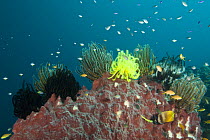 Large Testude barrel sponges (Xestospongia testudinaria) with crinoids / feather stars (Oxycomanthus bennetti) Marion's Reef, Tufi, Papua New Guinea