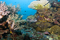 Many spotted sweetlips ( Plectorhinchus chaetodontoides) hiding in colorful coral reef, Paul's Reef, Tufi, Oro Province, Papua New Guinea