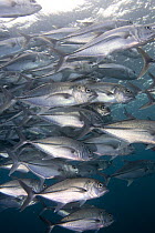 Shoal of Bigeye trevally / jacks (Caranx sexfasciatus) Paul's Reef, Tufi, Oro Province, Papua New Guinea