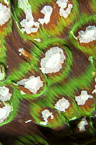 Hard coral (Turbinaria frondens) House Reef at the Jetty, Tufi, Oro Province, Papua New Guinea
