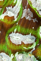 Hard coral detail (Turbinaria frondens) House Reef at the Jetty, Tufi, Oro Province, Papua New Guinea