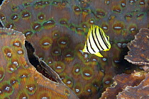 Eight-banded butterflyfish (Chaetodon octofasciatus) House Reef at the Jetty, Tufi, Oro Province, Papua New Guinea