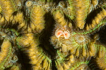 Tiny feather duster / tube worm (Sabellastarte sp) on hard coral, House Reef at the Jetty, Tufi, Oro Province, Papua New Guinea