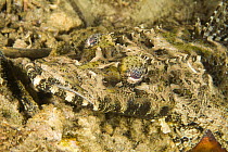 Beaufort's Crocodilefish (Cymbacephalus beauforti) camouflaged on coral reef, House Reef at the Jetty, Tufi, Oro Province, Papua New Guinea