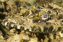 Beaufort's Crocodilefish (Cymbacephalus beauforti) camouflaged on coral reef, House Reef at the Jetty, Tufi, Oro Province, Papua New Guinea