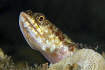 Lizardfish (Synodus variegatus) House Reef at the Jetty, Tufi, Oro Province, Papua New Guinea