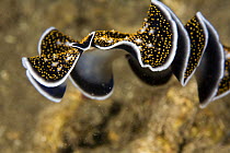 Polyclad flatworm (Acanthozoon sp) swimming through water, House Reef at the Jetty, Tufi, Oro Province, Papua New Guinea