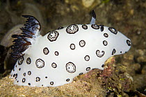 Nudibranch {Jorunna funebris} House Reef at the Jetty, Tufi, Oro Province, Papua New Guinea