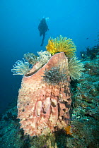 Diver at healthy reef system with large Barrel sponge (Xestospongia testudinaria) covered with crinoids / feather stars (Oxycomanthus bennetti). Mulloway's Reef, Tufi, Papua New Guinea, model released...