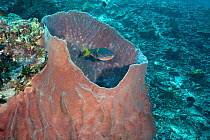 Fusilier (Caesio teres) being cleaned by a Cleaner wrasse (Labroides dimidiatus) using barrel sponge as a cleaning station. Phil's Reef, Tufi, Papua New Guinea