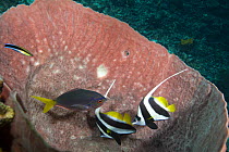 Blue and gold fusilier (Caesio teres) and Long-fin bannerfish (Heniochus acuminatus) being cleaned by Cleaner wrasse (Labroides dimidiatus) using barrel sponge as a cleaning station. Phil's Reef, Tufi...