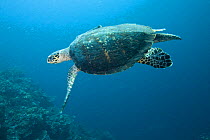 Hawksbill turtle (Eretmochelys imbricata) swimming, Phil's Reef, Tufi, Papua New Guinea