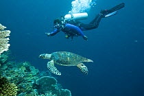 Diver with Hawksbill turtle (Eretmochelys imbricata) swimming, Phil's Reef, Tufi, Papua New Guinea May 2008