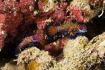 Mandarin fish (Synchiropus splendidus) pair on coral reef, House Jetty Reef, Tufi, Papua New Guinea