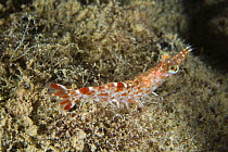 Small shrimp (Rhynchocinetes sp) feeding on reef at night. House Jetty Reef, Tufi, Papua New Guinea