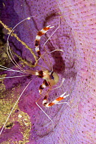 Banded shrimp (Stenopus zanzibaricus) House Jetty Reef. Night dive. Tufi, Papua New Guinea