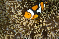 Clown anemonefish (Amphiprion percula) amongst anemone tentacles at night, note unusual banding and coloration, House Jetty Reef, Tufi, Papua New Guinea