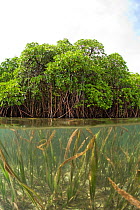 Split level view of shallow seagrass system and mangroves in background. McLaren (Kofulu) Harbour, Tufi, Papua New Guinea