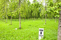 Trees planted in memory of US soldiers at WWII gravesite, Guadalcanal, Solomon Islands