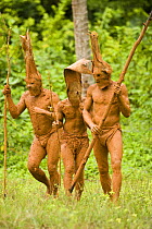 Men using two colours of mud for body decoration during traditional dance performance on Santa Ana Island, Solomon Islands. Santa Ana has a mixture of Melanesian and Polynesian traditions. They are fa...