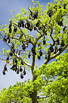 Fruit bat / flying fox {Megachiroptera} roosting during the day in trees, Rano Island, Vanuatu