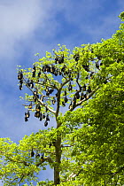 Fruit bat / flying fox {Megachiroptera} roosting during the day in trees, Rano Island, Vanuatu