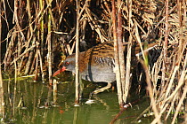 Water Rail {Rallus aquaticus} amongst reeds, Titchfield Haven, Hampshire, UK