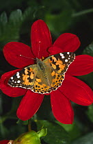 Painted Lady Butterfly {Cynthia / Vanessa cardui} resting on red flower, UK
