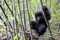 Young Mountain gorilla (Gorilla beringei) climbing on bamboo, Volcanoes National Park, Rwanda, Africa