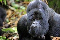 Head portrait of male silverback Mountain gorilla (Gorilla beringei) looking curious, Volcanoes National Park, Rwanda, Africa